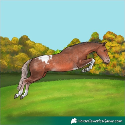Horse Color:Chocolate Palomino Tobiano Appaloosa Rabicano 