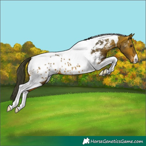 Horse Color:Bay Tobiano Appaloosa