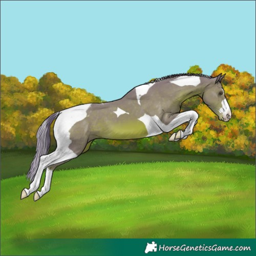 Horse Color:Watercolor Chestnut Tobiano Appaloosa 