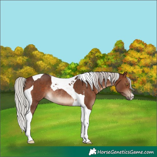 Horse Color:Silver Brown Tobiano Rabicano 