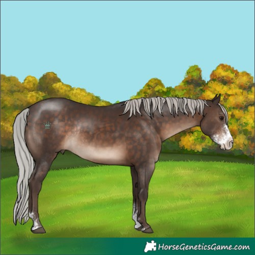 Horse Color:Silver Brown Sabino Rabicano 