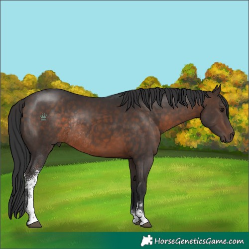 Horse Color:Brown Sabino Rabicano