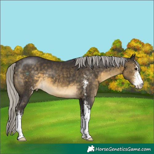 Horse Color:Silver Buckskin Sabino Appaloosa