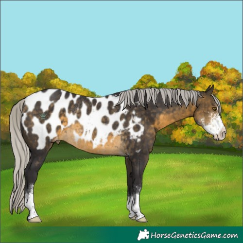 Horse Color:Silver Buckskin Sabino Appaloosa Rabicano