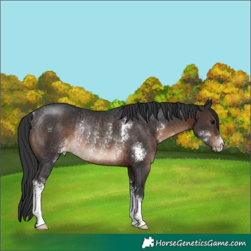 Horse Color:Brown Sabino Rabicano