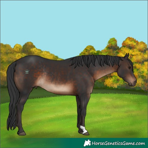 Horse Color:Brown Rabicano