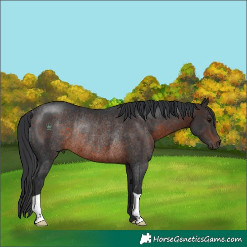Horse Color:Brown Rabicano 