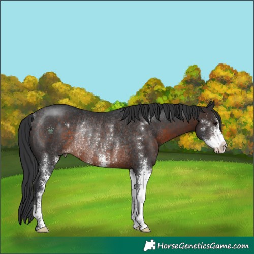 Horse Color:Brown Sabino Rabicano