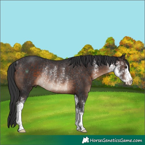 Horse Color:Brown Sabino Rabicano 