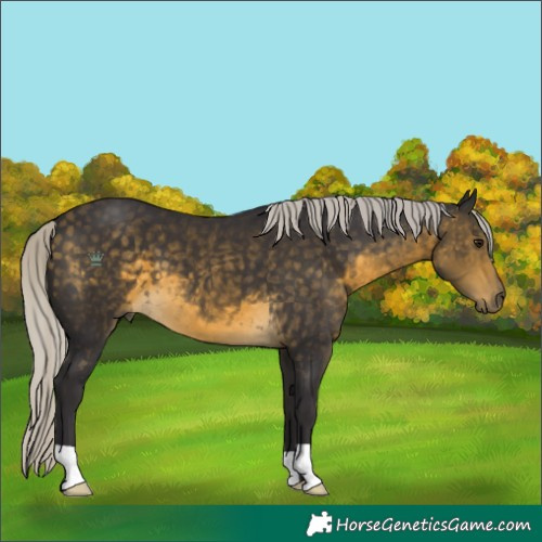 Horse Color:Silver Buckskin 