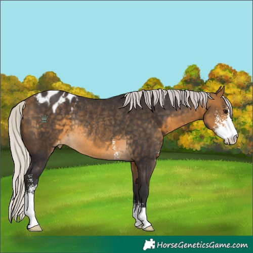 Horse Color:Silver Buckskin Sabino Appaloosa Rabicano