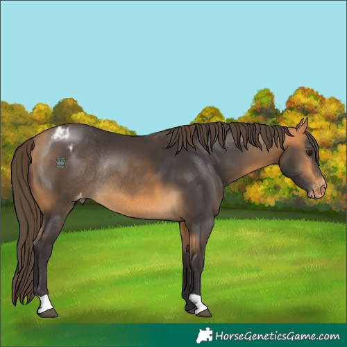 Horse Color:Buckskin Appaloosa Rabicano