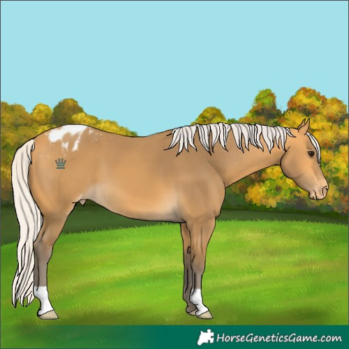 Horse Color:Silver Buckskin Appaloosa