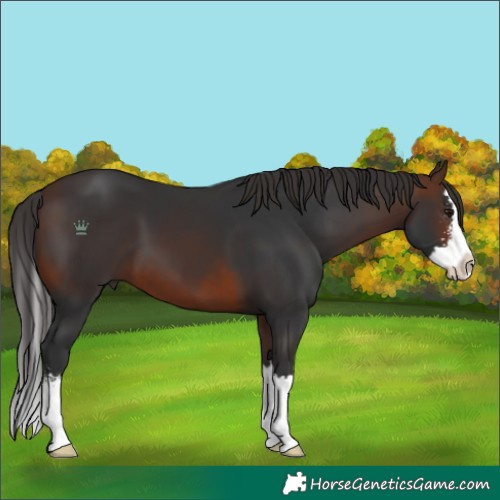 Horse Color:Brown Sabino Splash