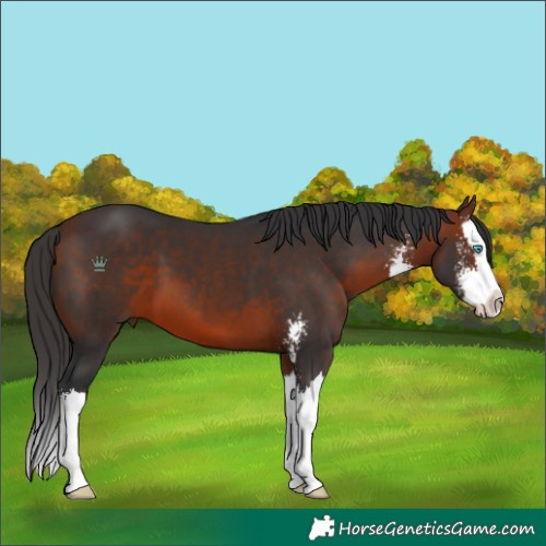 Horse Color:Bay Sabino Splash