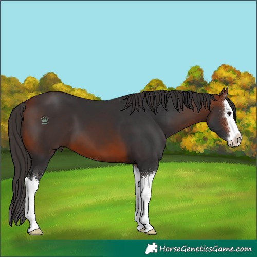Horse Color:Bay Sabino Splash