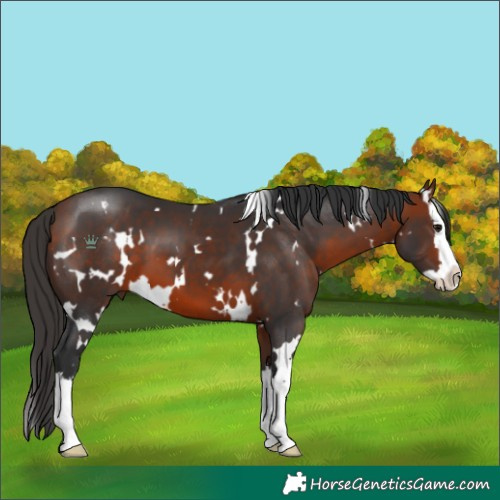Horse Color:White Spotted Bay Splash 