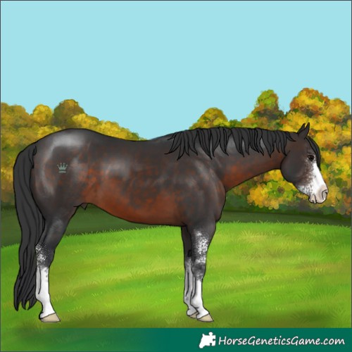 Horse Color:Brown Sabino