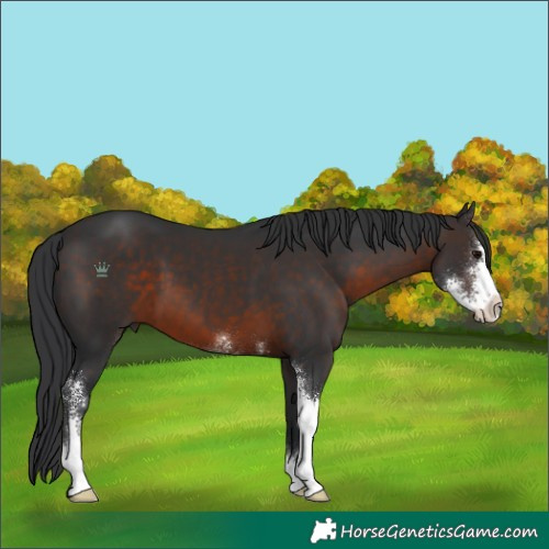 Horse Color:Brown Sabino