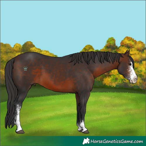 Horse Color:Brown Sabino 