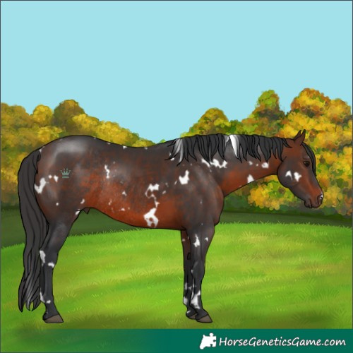 Horse Color:White Spotted Brown Rabicano 