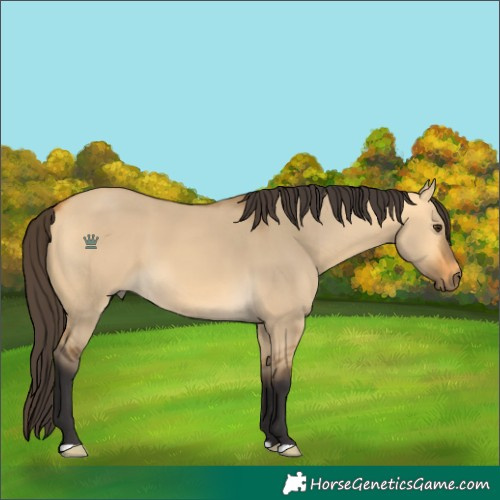 Horse Color:Buckskin Dun 