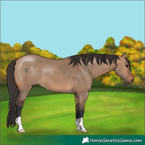 Horse Color:Bay Dun 