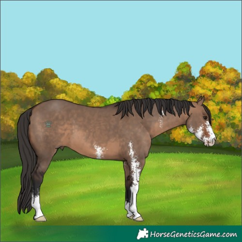Horse Color:Brown Dun Sabino