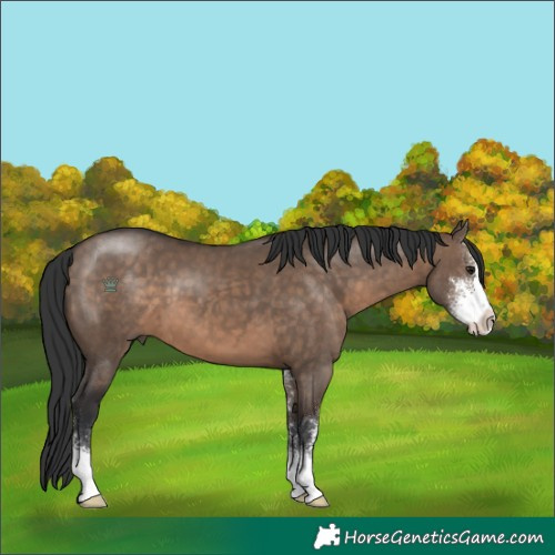 Horse Color:Brown Dun Sabino