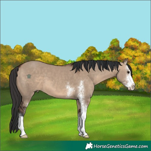 Horse Color:Brown Dun Sabino