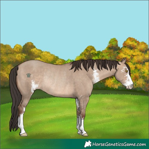 Horse Color:Sable Champagne Dun Sabino Rabicano 