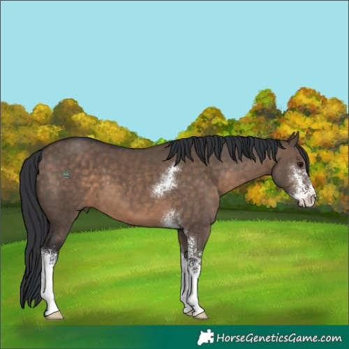 Horse Color:Brown Dun Sabino