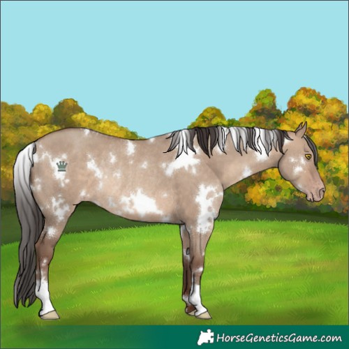 Horse Color:White Spotted Sable Champagne Dun Rabicano