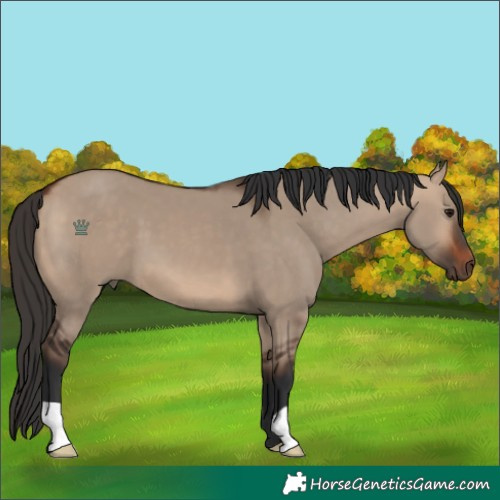 Horse Color:Bay Dun 