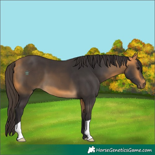 Horse Color:Buckskin 