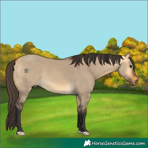 Horse Color:Buckskin Dun 