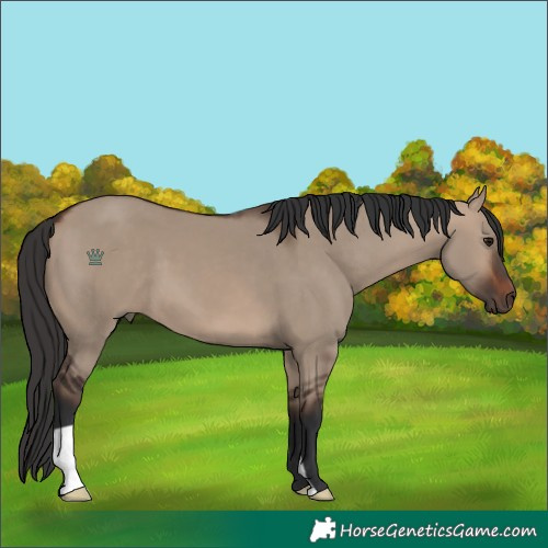 Horse Color:Brown Dun 
