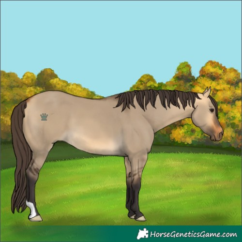 Horse Color:Buckskin Dun 