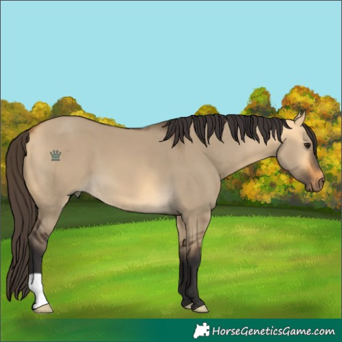 Horse Color:Buckskin Dun 