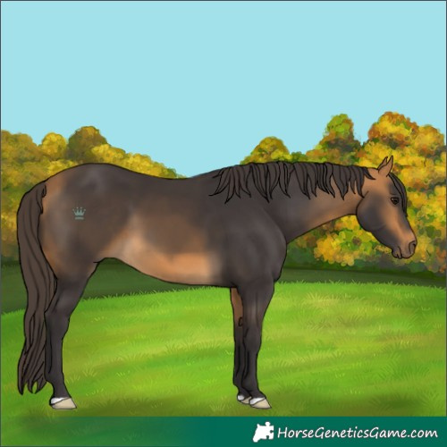 Horse Color:Buckskin