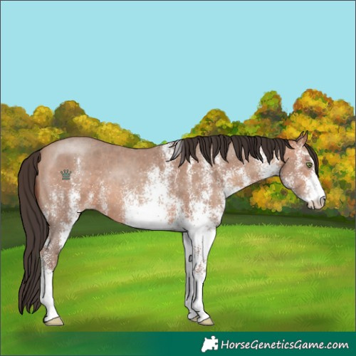 Horse Color:White Spotted Sable Champagne