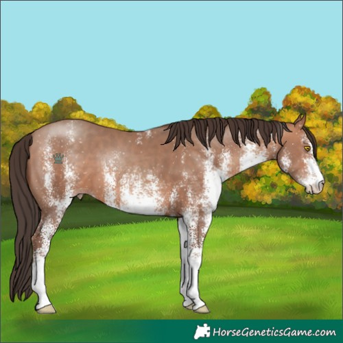 Horse Color:White Spotted Sable Champagne 