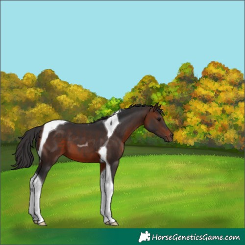 Horse Color:Brown Tobiano
