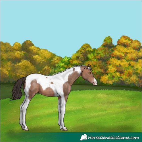 Horse Color:Sable Champagne Tobiano 