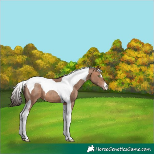 Horse Color:Sable Champagne Tobiano 