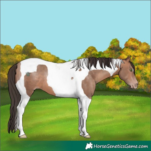 Horse Color:Sable Champagne Tobiano