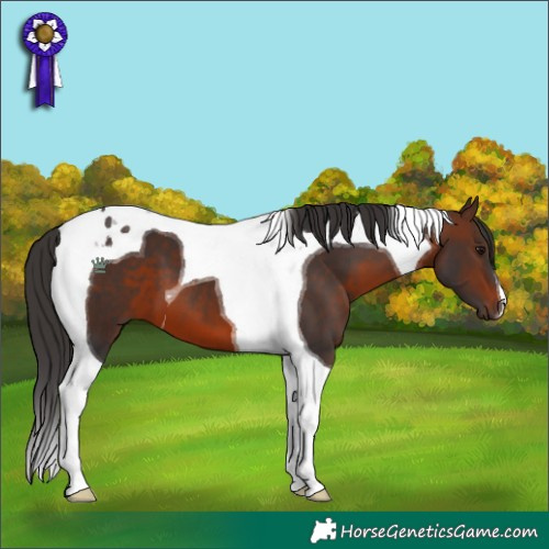 Horse Color:Brown Tobiano 