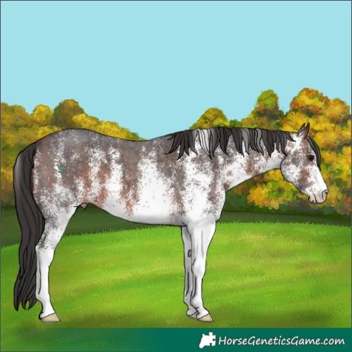 Horse Color:White Spotted Brown 