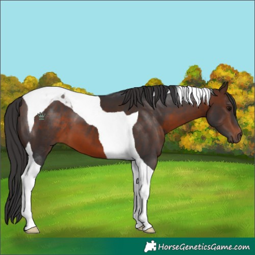 Horse Color:Brown Tobiano
