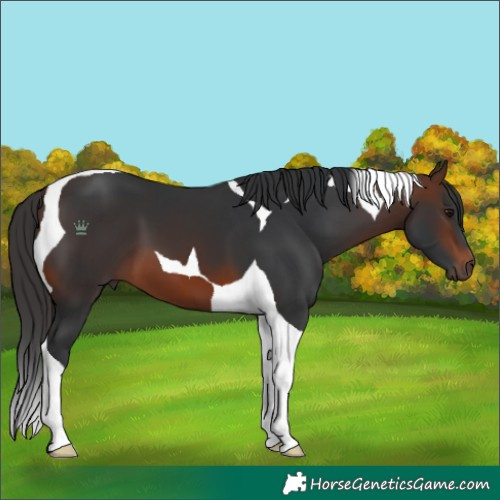 Horse Color:Brown Tobiano